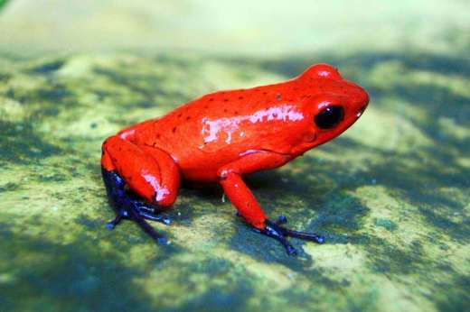 A vibrant red frog with dark blue legs perched on green moss in Costa Rica's rainforest. 