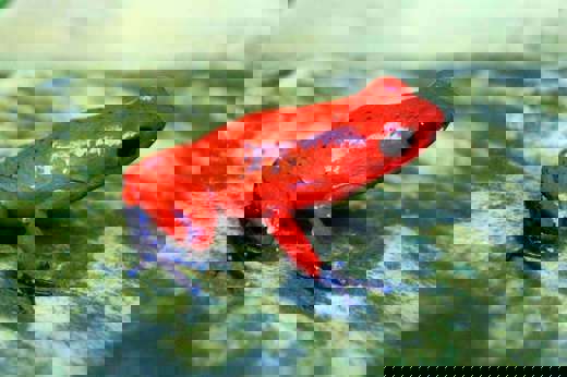 Frog, Costa Rica
