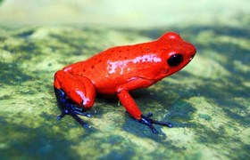 Frog, Costa Rica