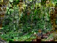 Forest Walk