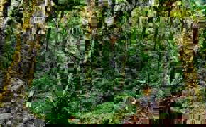 Forest Walk