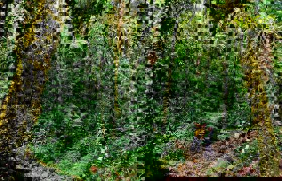 Forest Walk