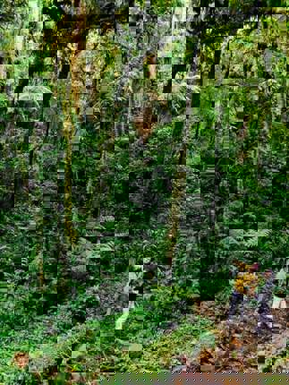 Forest Walk