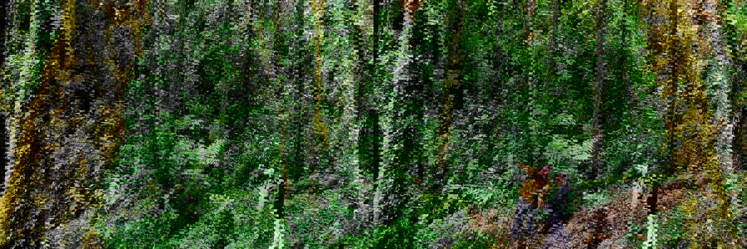 Hikers wonder through Monteverde's misty forest, surrounded by towering trees and lush moss-covered paths. 