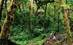 Forêt nuageuse de Monteverde     