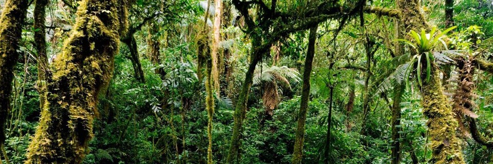 Forêt nuageuse de Monteverde     