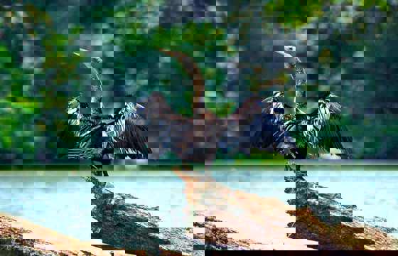 An anhinga perches on a sunlit log, spreading its wings to dry after a dive in Costa Rica's wetlands. 