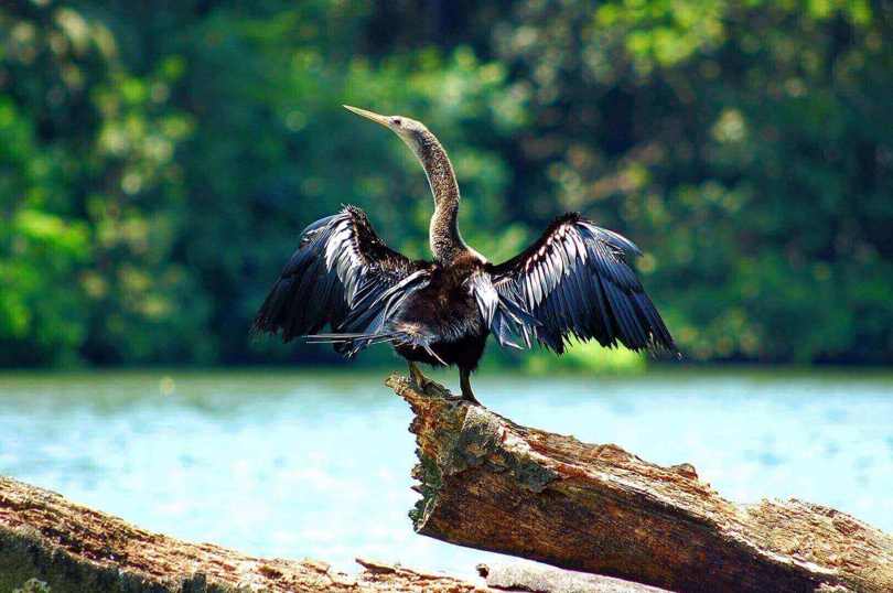 Anhinga Brid, Costa Rica