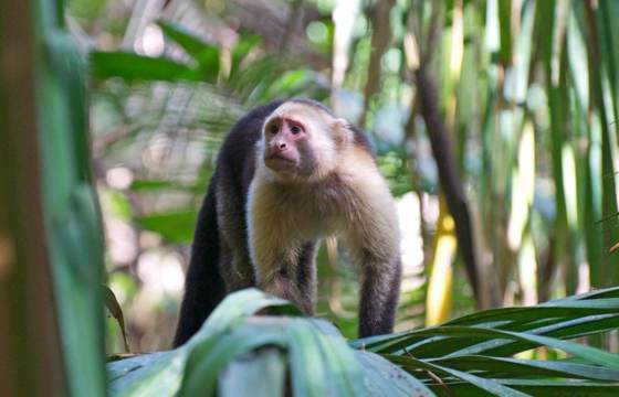 A curious capuchin monkey peers through jungle leaves in the lush forests of Sarapiqui. 