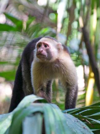 A curious capuchin monkey peers through jungle leaves in the lush forests of Sarapiqui. 