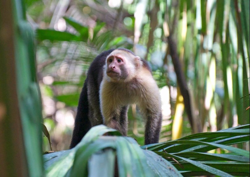 White Faces Capuchin Monkey