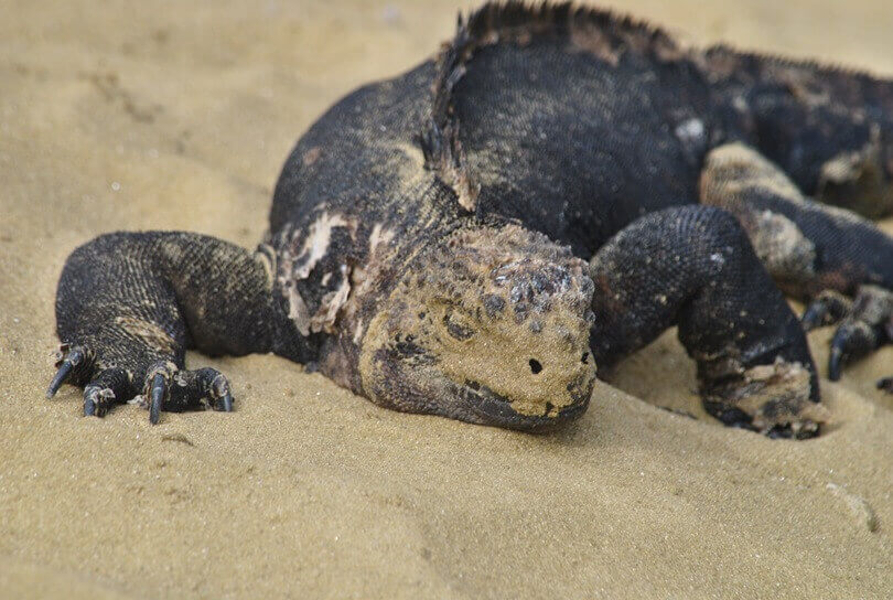 Darwin Galapagos - Marine Iguana