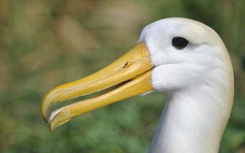 Darwin Galapagos (3).JPG