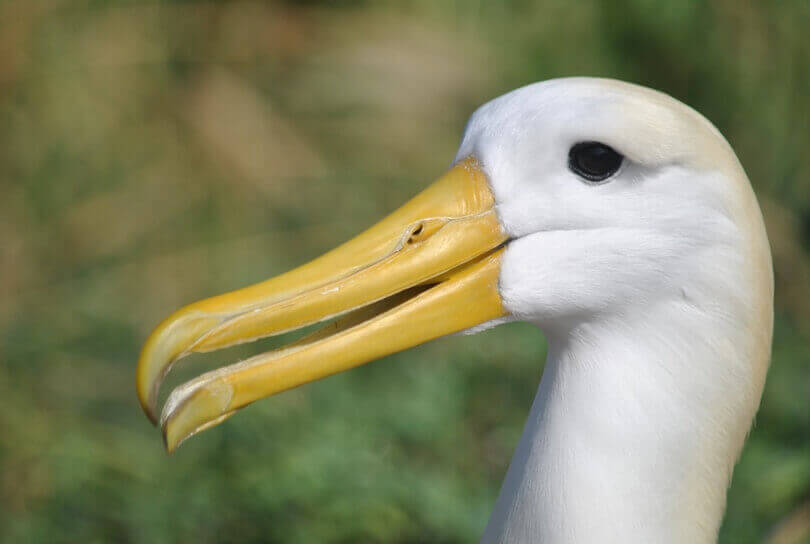 Waved Albatross