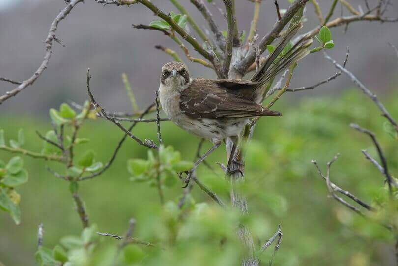 Darwin's Finch Galapagos
