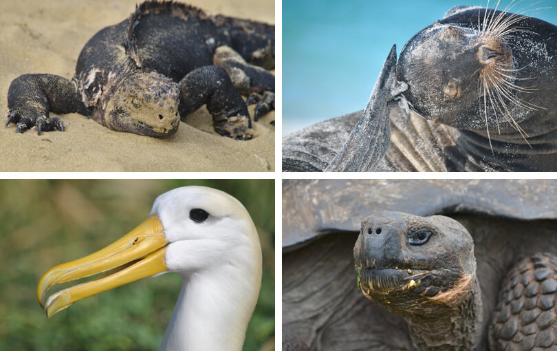 Galapagos Information - animals