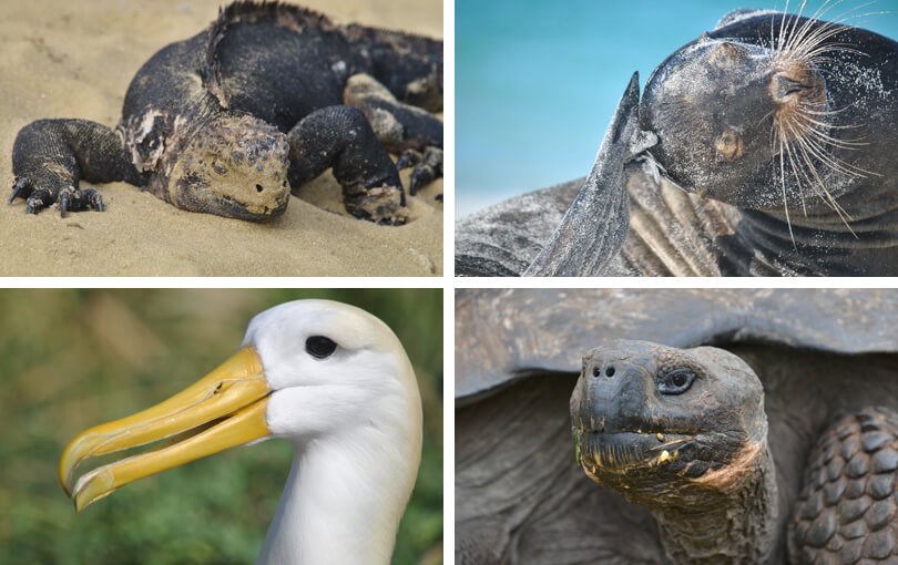 Galapagos Information - animals
