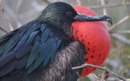 Galapagos