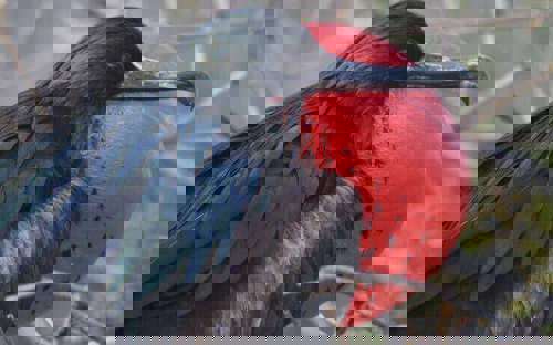 Galapagos