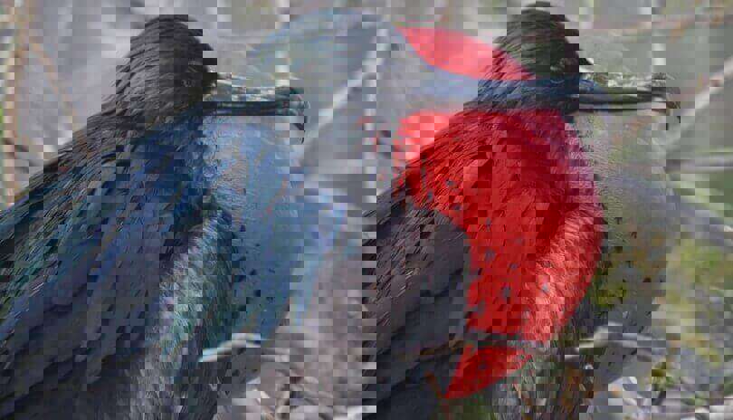 Galapagos animals - frigatebird