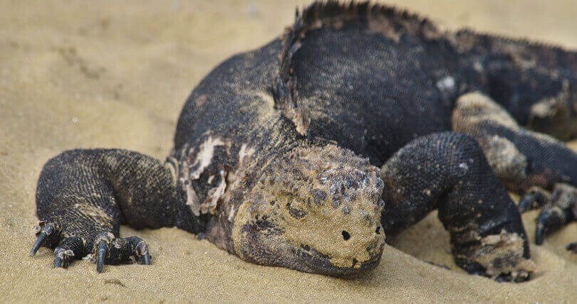 Galapagos animals - marine iguana