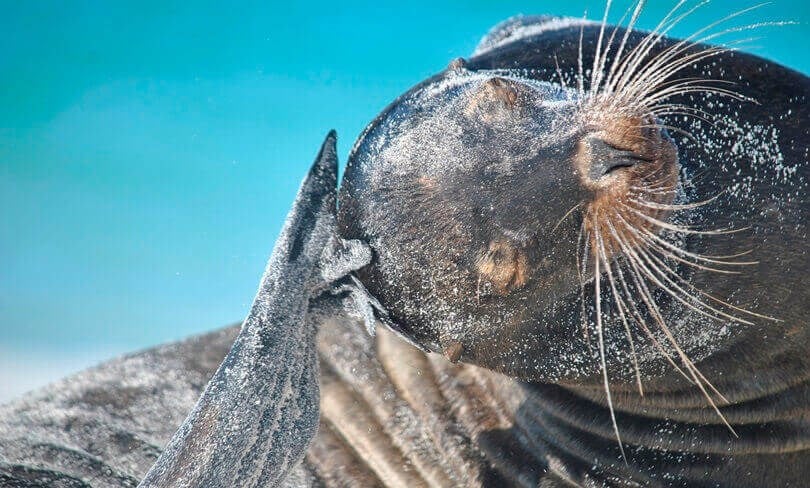 Galapagos animals - sea lion