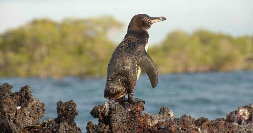 Galapagos animals - Galapagos penguin