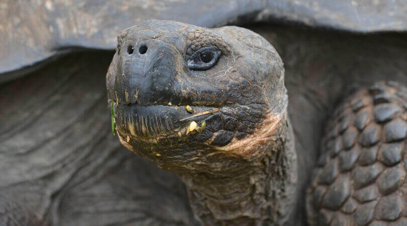 Galapagos animals - giant tortoise