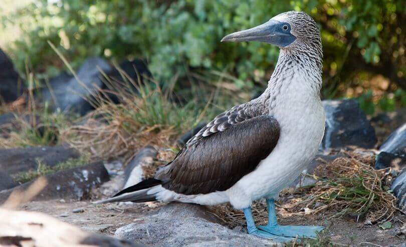 Galapagos animals - blue footed boobies