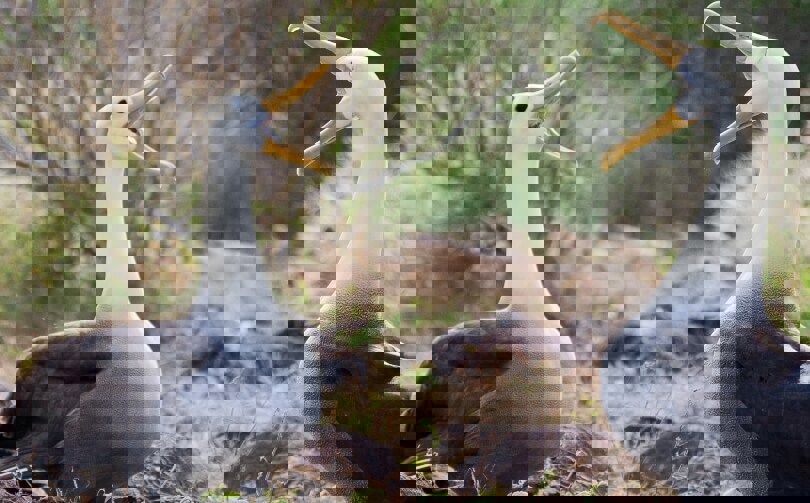Galapagos animals - waved albatrosses