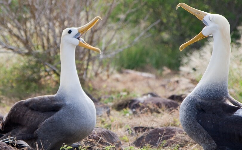 Galapagos animals - waved albatrosses