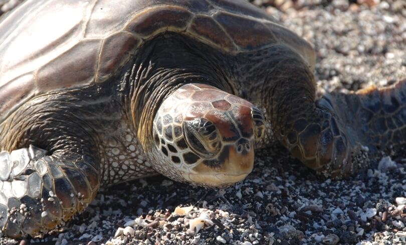 Galapagos animals - green sea turtle