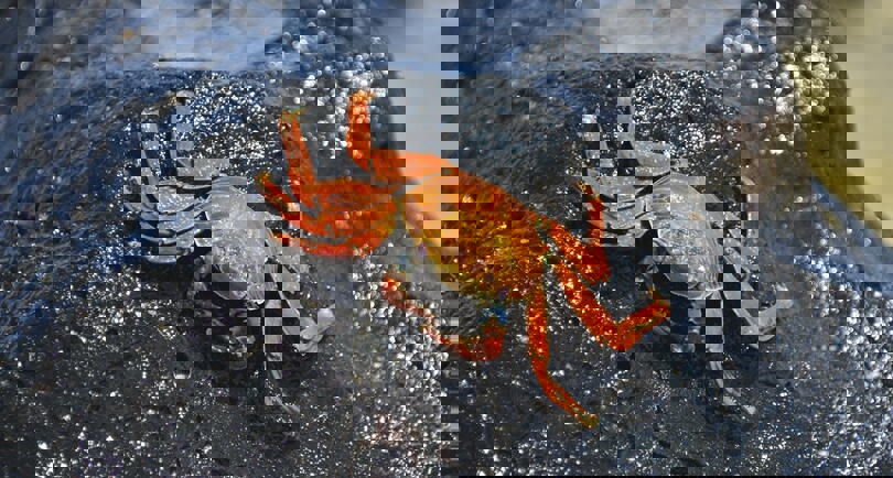 Galapagos animals - Sally Lightfoot crab