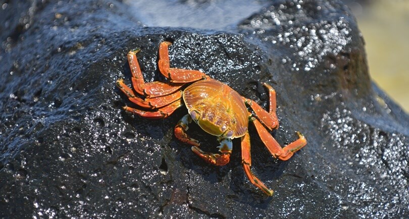 Galapagos animals - Sally Lightfoot crab