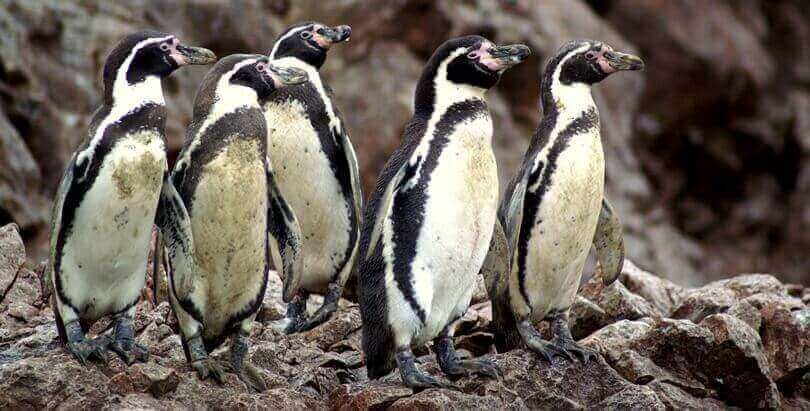 where to see penguins in the wild - Peru
