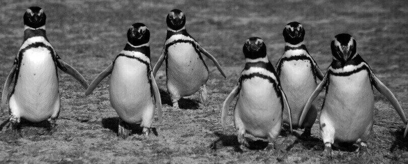 where to see penguins in the wild - Isla Magdelena
