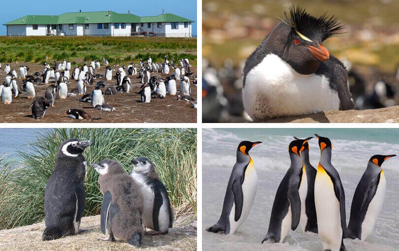where to see penguins in the wild - falklands