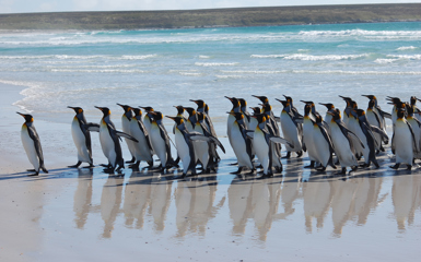 Image for: Where to see penguins in the wild