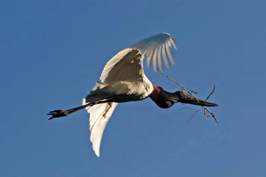 Pousada do Rio Mutum - Pantanal (11).jpg