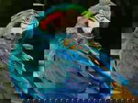 Close-up of a vibrant blue-and-yellow macaw at Pousada do Rio Mutum in the Pantanal, Brazil. 