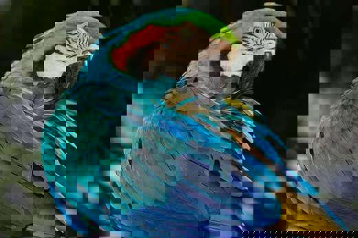 Colours of a macaw