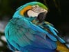 Colours of a macaw