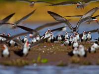 A flock of black skimmers gathers at the water's edge in the Pantanal wetlands near Pousada do Rio Mutum. 