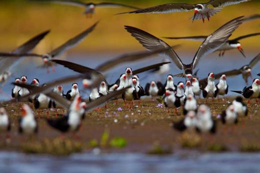 A flock of black skimmers gathers at the water's edge in the Pantanal wetlands near Pousada do Rio Mutum. 