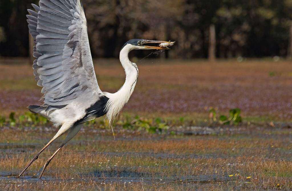A great egret takes flight near the wetlands of Pousada do Rio Mutum in the Pantanal, Brazil. 