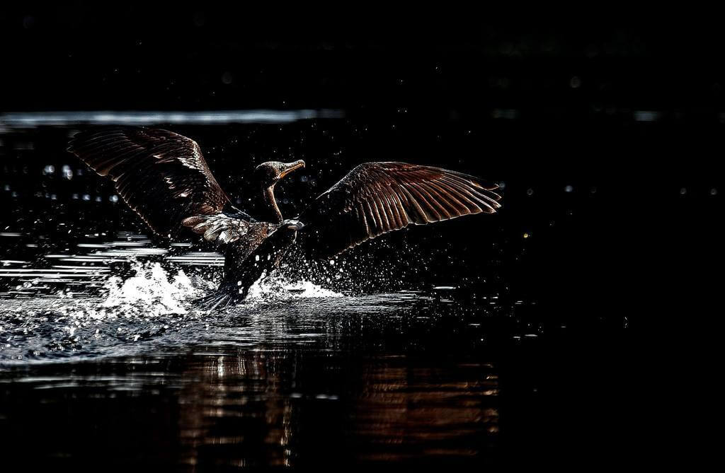 Pousada do Rio Mutum - Pantanal (10).jpg