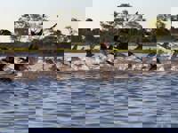 Large flock of birds flying over river near Pousada do Rio Mutum, a top birdwatching spot in the Pantanal, Brazil. 