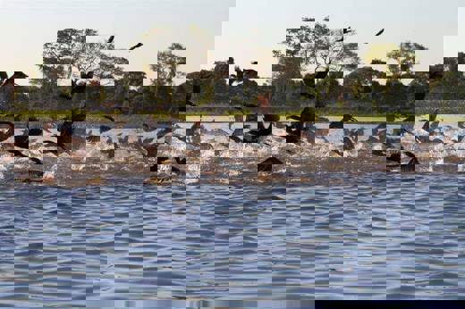 Large flock of birds flying over river near Pousada do Rio Mutum, a top birdwatching spot in the Pantanal, Brazil. 