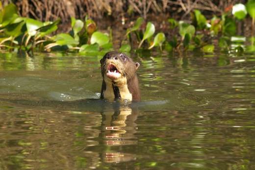 Pousada do Rio Mutum - Pantanal (2).jpg