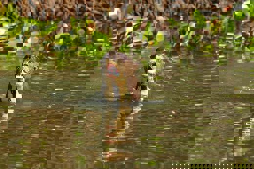 Pousada do Rio Mutum - Pantanal (2).jpg